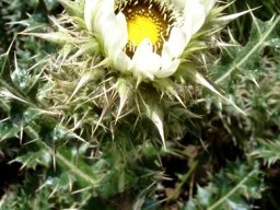 Berkheya cirsiifolia